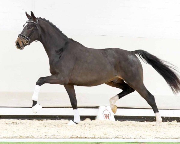 dressage horse Spiderman (Westphalian, 2020, from Sir Heinrich OLD)