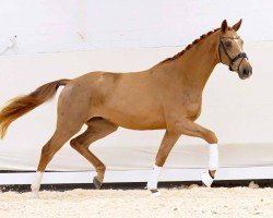 dressage horse Bugatti (Oldenburg, 2020, from Callaho's Benicio)