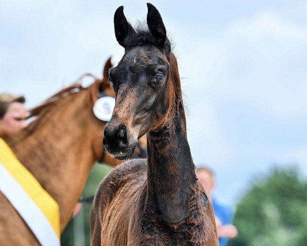 foal by Stute von V-Power / Fürstenball (Hanoverian, 2024, from V-Power)