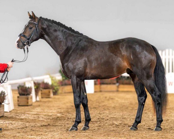 dressage horse Just in Motion (Westphalian, 2020, from Jovian)