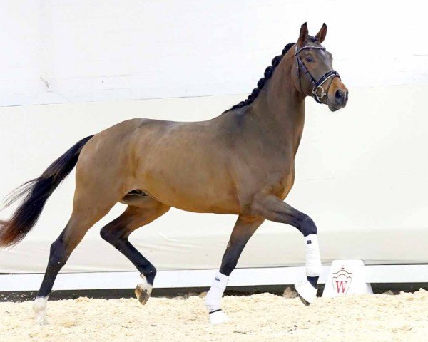 dressage horse Finetuning (Hanoverian, 2020, from Fürst Samarant)