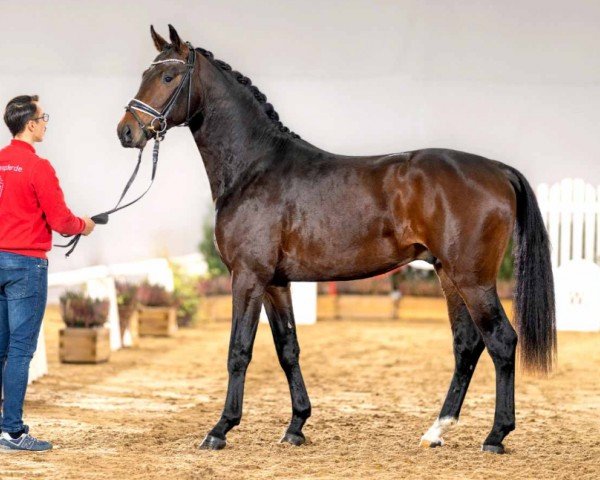 dressage horse Florenz (Westphalian, 2020, from Franziskus FRH)