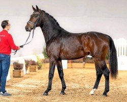 dressage horse Florenz (Westphalian, 2020, from Franziskus FRH)