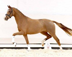 dressage horse Freixenet (Westphalian, 2020, from Fürst Samarant)