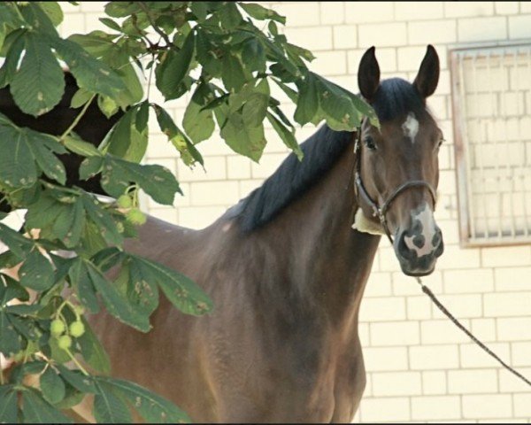 Springpferd Beautician (Oldenburger Springpferd, 2017, von Balou du Rouet)