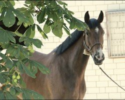 jumper Beautician (Oldenburger Springpferd, 2017, from Balou du Rouet)