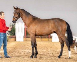 dressage horse Francesco (Westphalian, 2020, from Franz Joseph Junior)