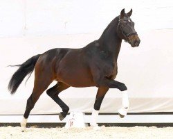 dressage horse De Niro Coco (Oldenburg, 2020, from De Niro Gold 3)