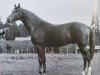 stallion Achill (Trakehner, 1963, from Julmond)