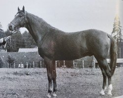 stallion Achill (Trakehner, 1963, from Julmond)