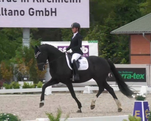 dressage horse Scharlotte 3 (German Sport Horse, 2018, from Secret)