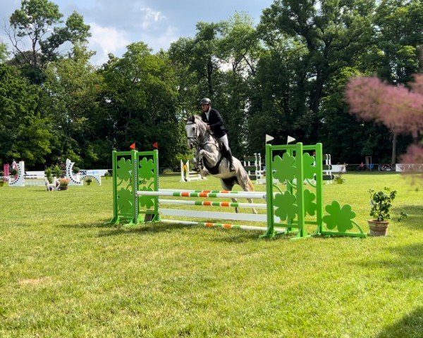 jumper Kallino 2 (German Sport Horse, 2019, from Kasanova de La Pomme)