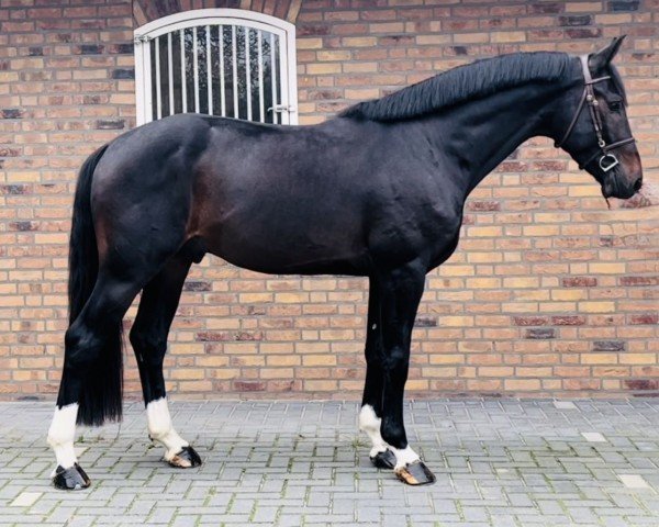 jumper Kurano SP Z (Zangersheide riding horse, 2020, from Kannan)