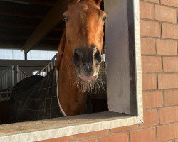 jumper Renios (Trakehner, 2007, from Farinelli)