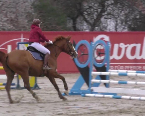 Reitturnier Gniebing-Feldbach 2022