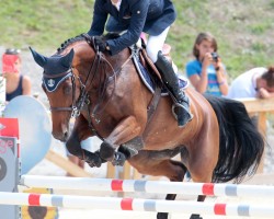 Zuchtstute Queen Girl Kervec (Selle Français, 2004, von Diamant de Semilly)