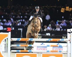 jumper Edel Vitseroel (Belgian Warmblood, 2004, from Diamant de Semilly)