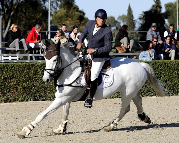 stallion Enriques of The Lowlands (Belgian Warmblood, 2004, from Diamant de Semilly)