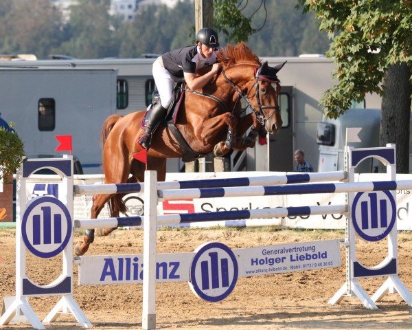 Springpferd Elegant de L'Ile (Schwedisches Warmblut, 2009, von Vigaro)