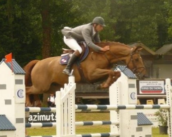 Springpferd Quointreau Un Prince (Selle Français, 2004, von Diamant de Semilly)