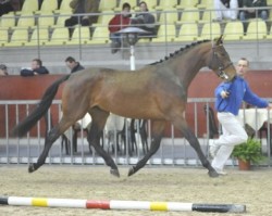 stallion Tintin de La Pomme (Selle Français, 2007, from Diamant de Semilly)