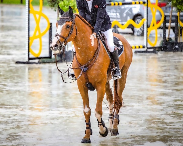 Springpferd Verdi Treize (Selle Français, 2009, von Diamant de Semilly)