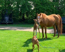 broodmare Wolkenfee (Hanoverian, 1997, from Wolkenstein II)