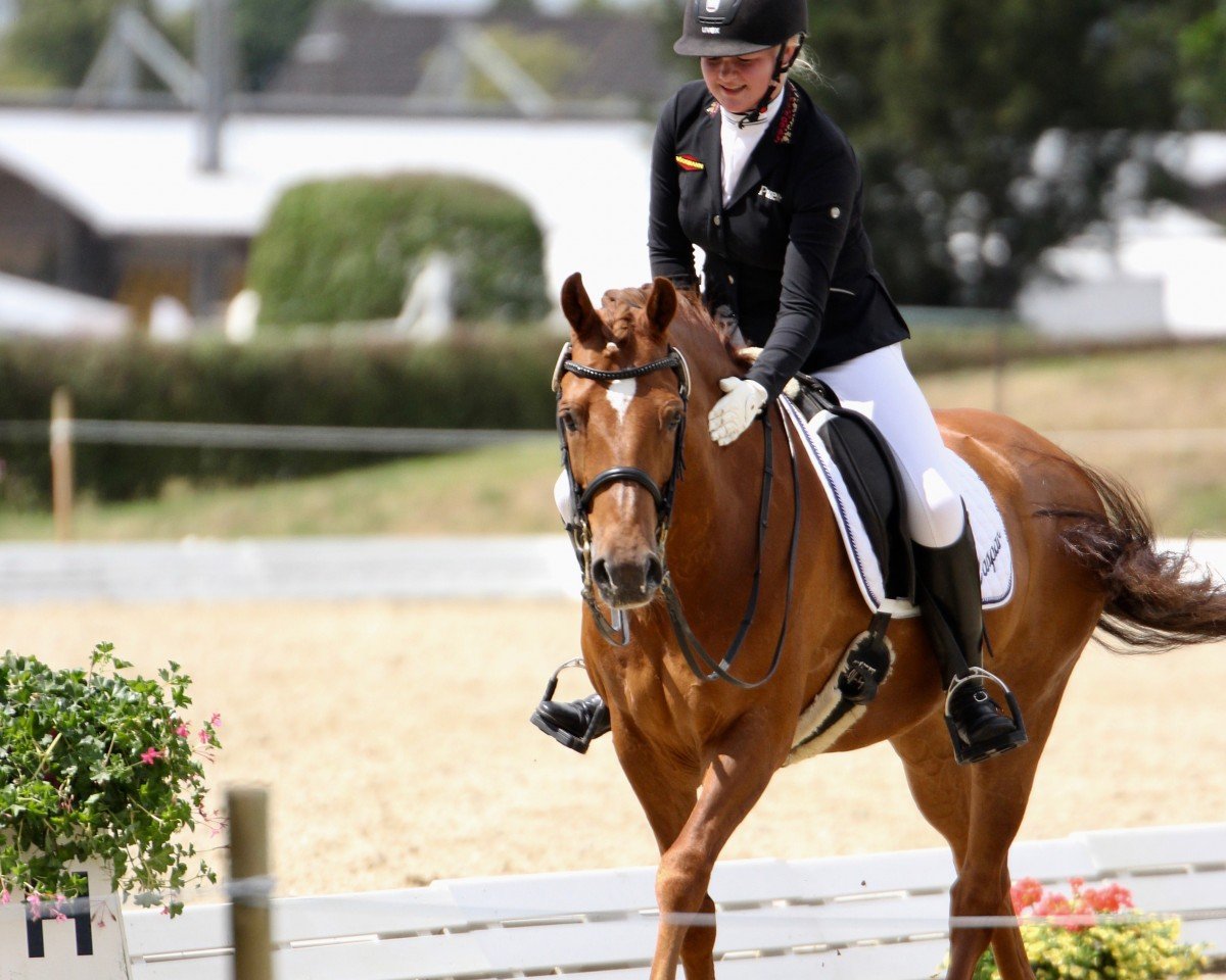dressage horse Caspar HE 3 (German Riding Pony, 2006, from Constantin)