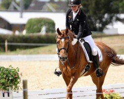 dressage horse Caspar HE 3 (German Riding Pony, 2006, from Constantin)