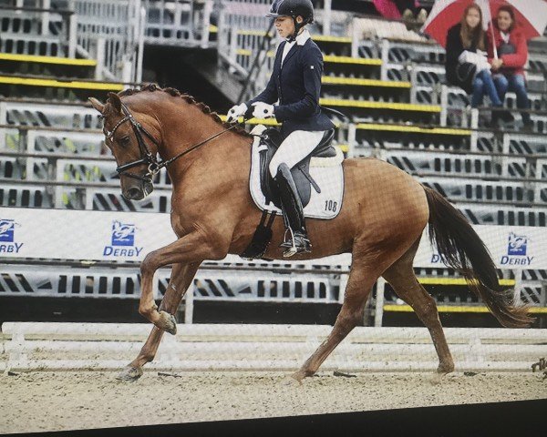 dressage horse Carolan PL WE (German Riding Pony, 2014, from Calido G)