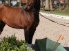 dressage horse Casu HE (German Riding Pony, 2017, from Calido G)