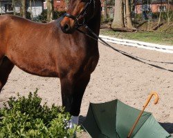 dressage horse Casu HE (German Riding Pony, 2017, from Calido G)