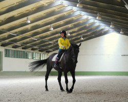 broodmare Igels H (Oldenburg show jumper, 2006, from Incello)