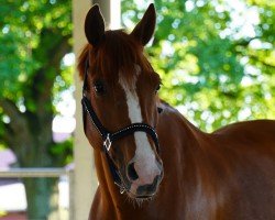 dressage horse Davignon's Bonheur (German Riding Pony, 2017, from Davignon)