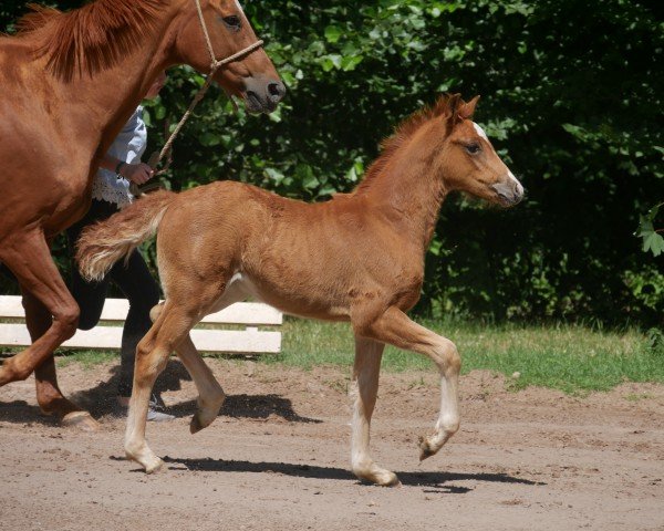 dressage horse Cylla HE (German Riding Pony, 2018, from Calido G)