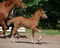 Dressurpferd Cylla HE (Deutsches Reitpony, 2018, von Calido G)