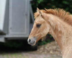 Springpferd Chefin He (Deutsches Reitpony, 2015, von Kastanienhof Cockney Cracker)