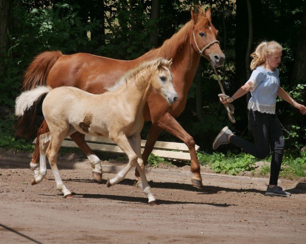 broodmare Wela (German Riding Pony, 2001, from Rocky Twist)