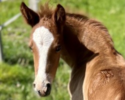 foal Schultze's Nizza (Deutsches Reitpony, 2024, from Schultze‘s Never Enough)