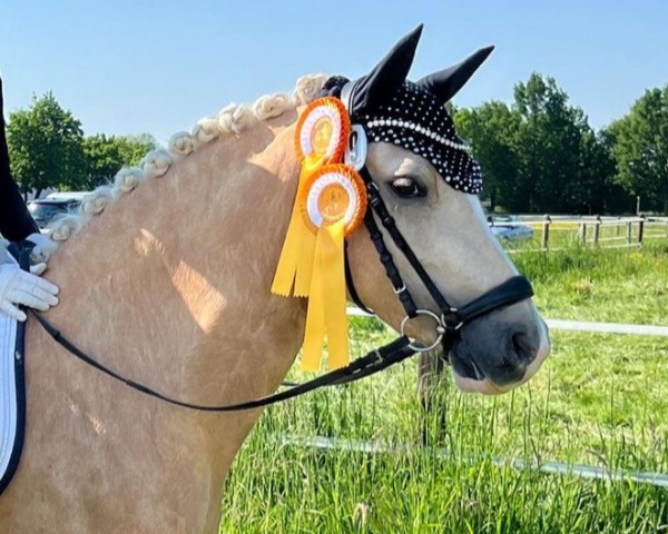 dressage horse Schultze's Duplomatie V (German Riding Pony, 2019, from Dimension AT NRW)