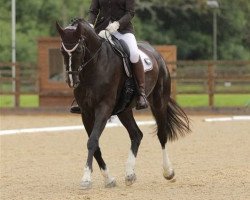 dressage horse Hallelujah (KWPN (Royal Dutch Sporthorse), 2012, from Bretton Woods)