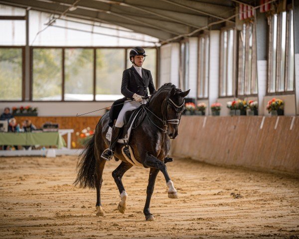 Dressurpferd Rock Amour AT (Westfale, 2016, von Rock Forever NRW)