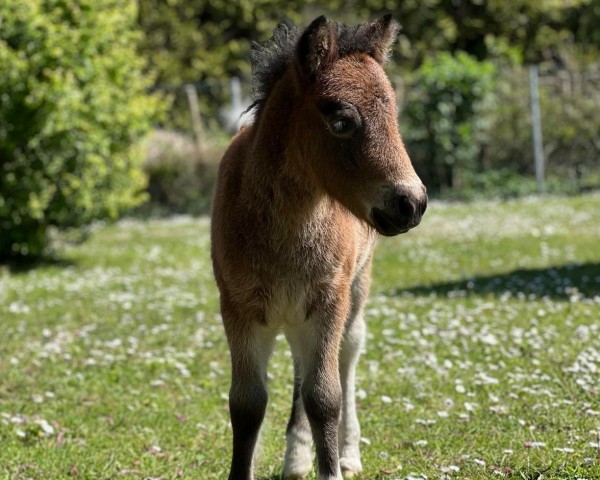 Fohlen von Janikos El Katharina (Dt.Part-bred Shetland Pony, 2024, von Esteban van de Zandkamp)
