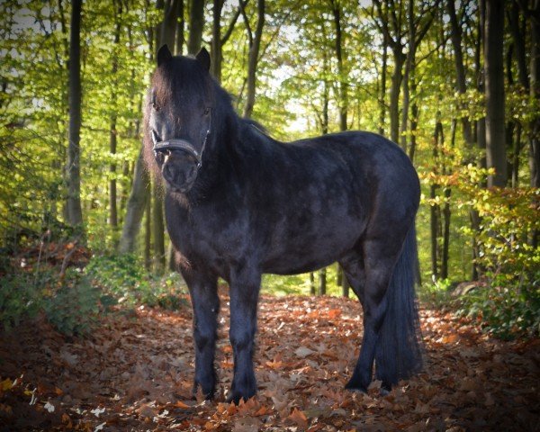 dressage horse VA Cooper (Dartmoor Pony, 2017)