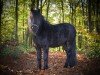 dressage horse VA Cooper (Dartmoor Pony, 2017)