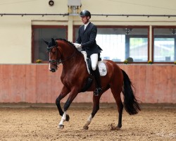 dressage horse Velvina (Westphalian, 2018, from Valverde NRW)