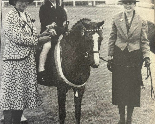 broodmare Cymbeline's Keepsake (Welsh mountain pony (SEK.A), 1982, from Coed Coch Madryn)