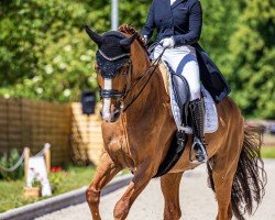 dressage horse Starbucks 2 (Rhinelander, 2005, from Sir Donnerhall I)