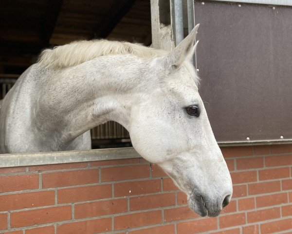 dressage horse Ludo (Rhinelander, 2010)