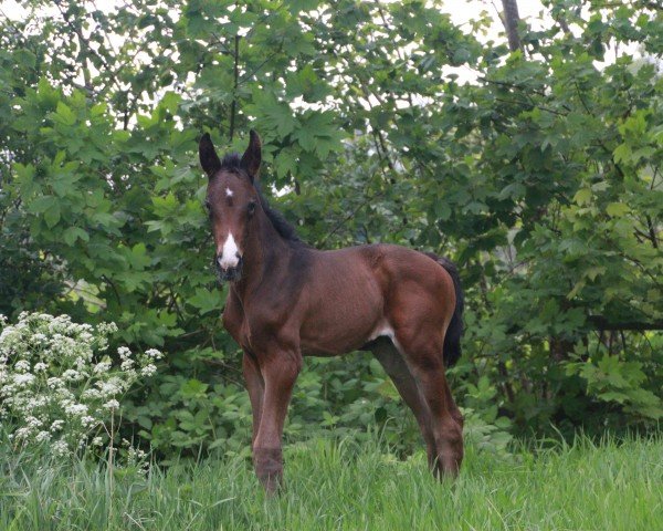 Fohlen von Right Touch of Magic (Hannoveraner, 2024, von Raven)